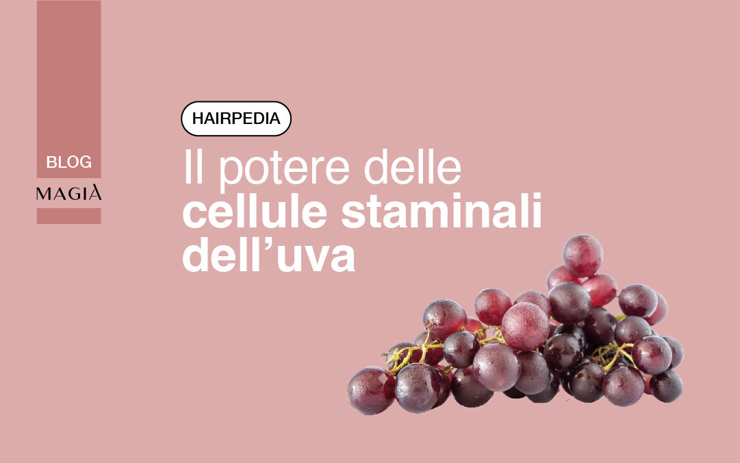 CELLULE STAMINALI dell'UVA