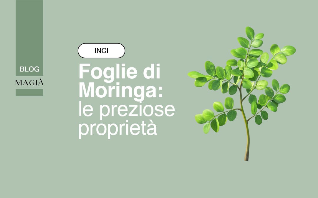 FOGLIE DI MORINGA