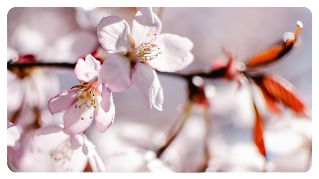 Fiori rosa, fiori di pesco, c'eri tu. Fiori nuovi, stasera esco, ho un anno di più