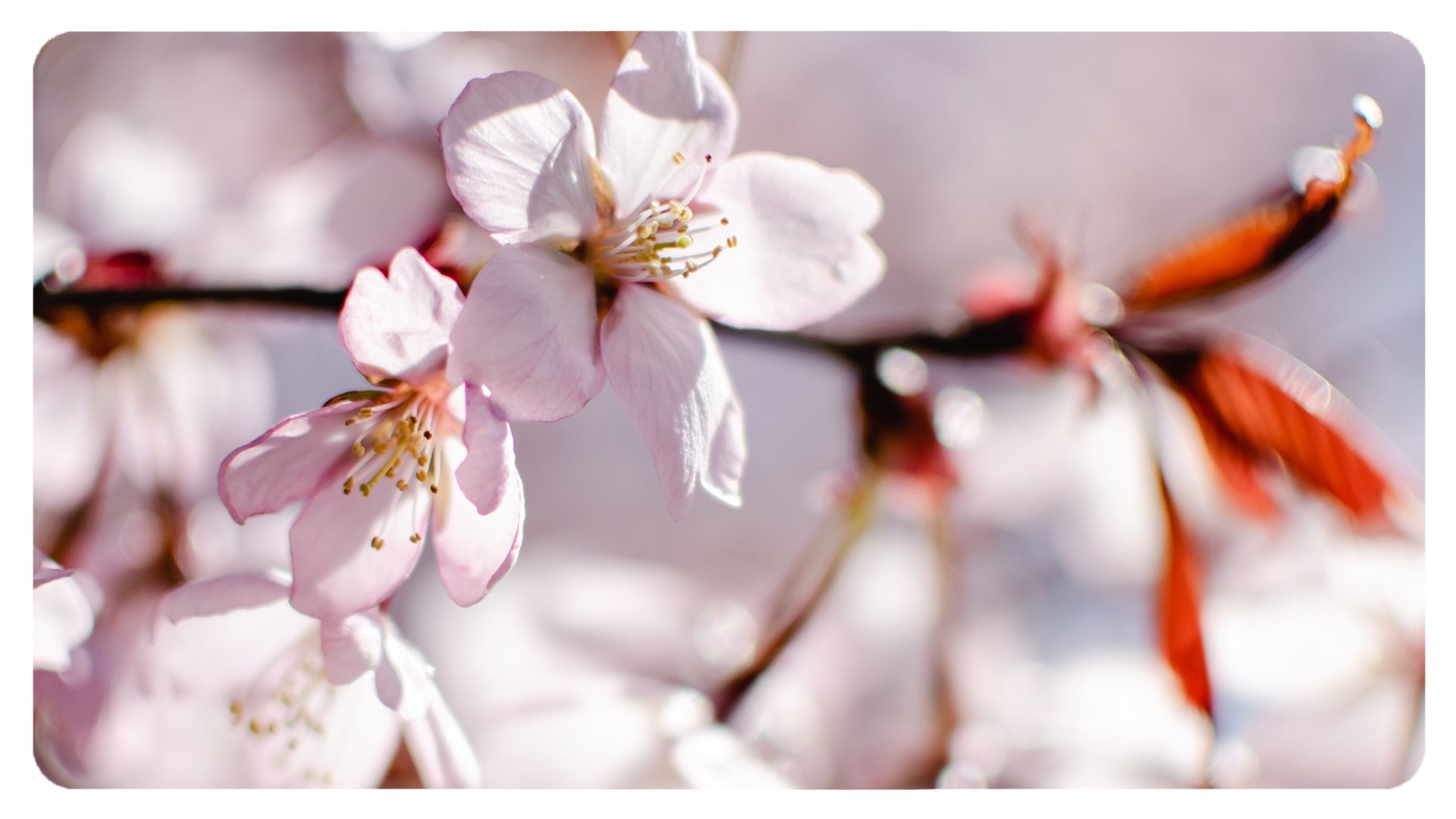 Fiori rosa, fiori di pesco, c'eri tu. Fiori nuovi, stasera esco, ho un anno di più